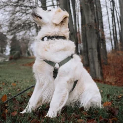 Lippa hundhalsband fr AirTag och Smart Finder, 4051 cm, Large, svart