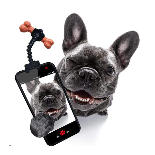 Selfie stick til kæledyr