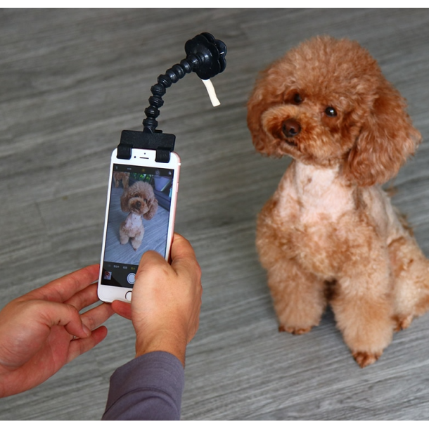 Selfie stick til kæledyr